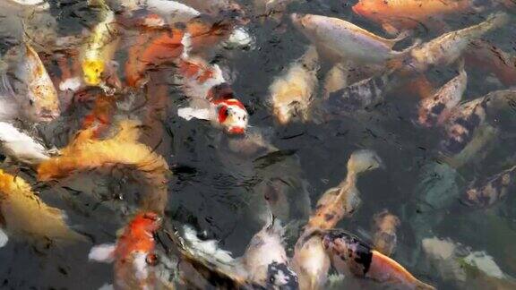 在巴厘岛的圣泉喷泉里喂鲤鱼