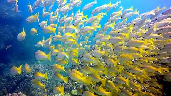 水下:双斑鲷鱼和大眼鲷鱼的鱼群