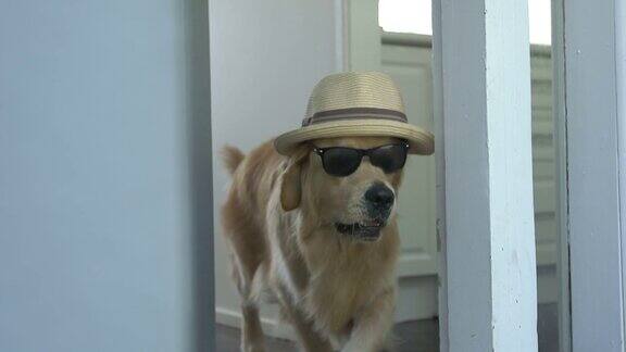 戴着太阳镜和帽子的狗