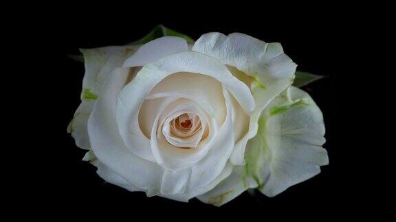 美丽盛开的白玫瑰特写