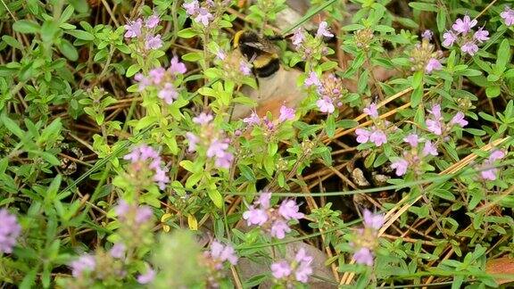 大黄蜂收集野生百里香花的花粉