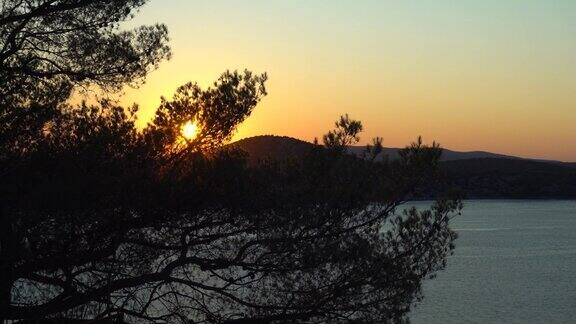 在克罗地亚的西贝尼克树枝在日落时随风摇曳-4K中等镜头