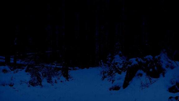 夜间穿越积雪森林的小路