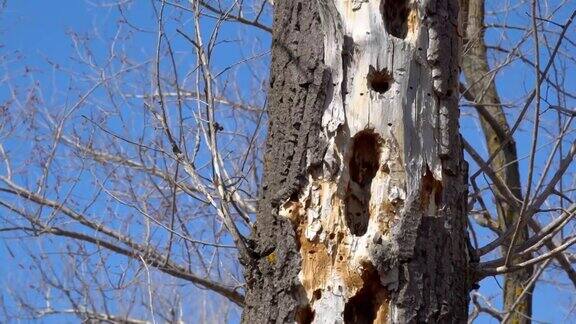 啄木鸟在干燥的树上挖洞