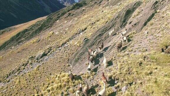 4K鸟瞰图稳定美洲驼奔跑山脉玻利维亚湖奥地利皮科