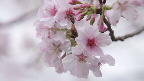 一只蜜蜂在风中饮用樱花花蜜的慢动作镜头