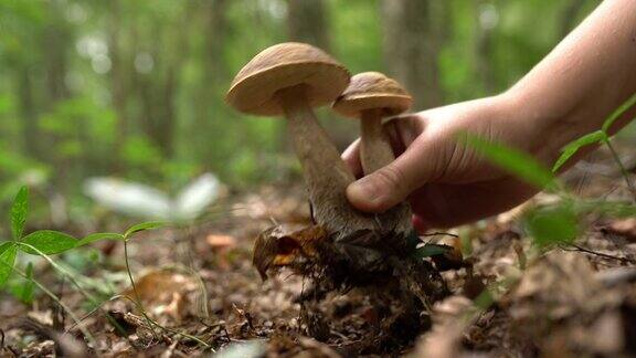 在森林里手工采摘蘑菇