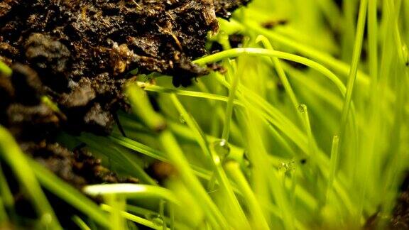小麦种子在地面农业中发芽春夏交替