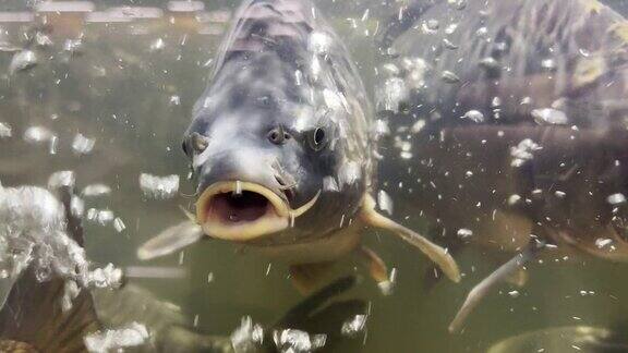 商店水族馆里的一条鱼呼吸着气泡张开嘴看着摄像机
