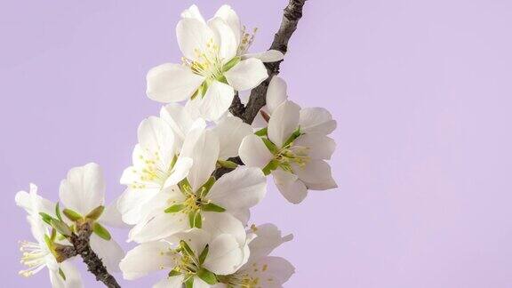 杏花盛开在一个水平时间推移4k视频粉红背景放大梅花在春天开花的视频