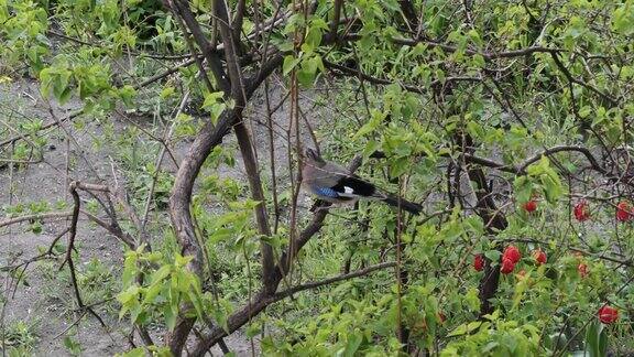 在城市公园的树枝上一只鸟正在吃核桃豆欧亚乌鸦科森林鸟类(Garrulusglandarius)
