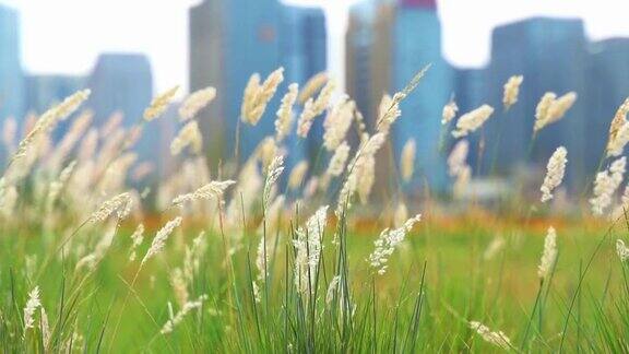 城市背景上的芦苇特写