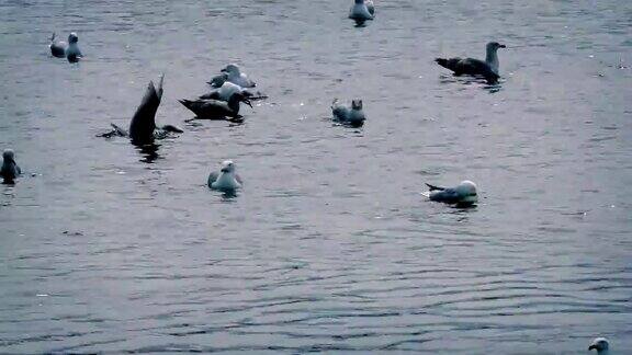 海鸥在水上争抢食物