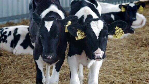 小牛在圈里乡下的牛棚牛棚里有很多奶牛小牛牛叫声农业产业