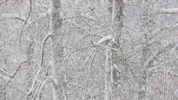 在阴天在模糊的冬季森林背景上的降雪