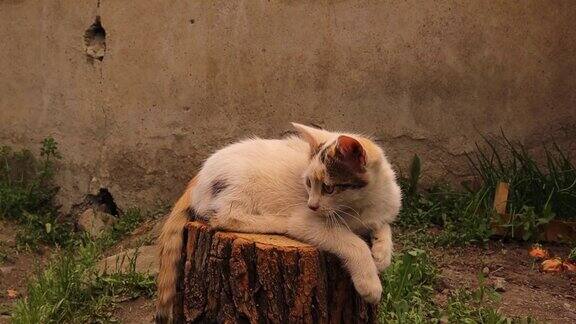 小猫坐在一根圆木上在花园里白天照明无家可归的小猫享受早春的阳光白斑猫放松小猫2.5个月大了宠物宠物猫小猫