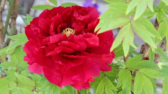 红牡丹花朵