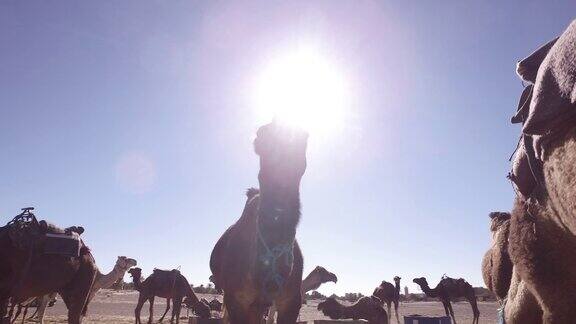 年轻的图阿雷格人在非洲西撒哈拉沙漠喂养骆驼
