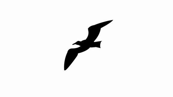海鸥飞翔(无缝循环动画)