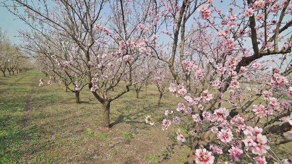 在摩尔多瓦春天的强风下盛开的杏树开出粉红色的花朵