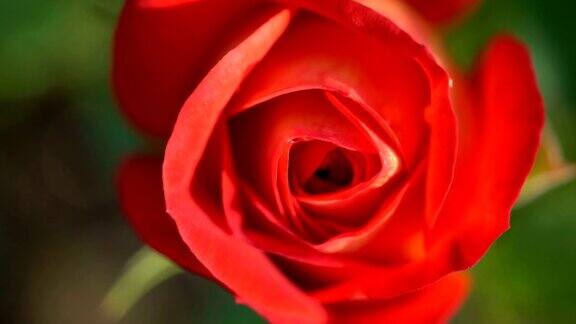 一个红色玫瑰的特写