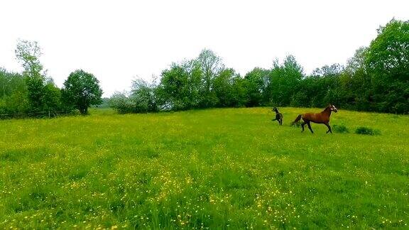 航拍:绿色草地上的两匹马