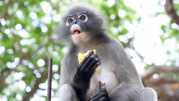 热带雨林中的叶猴在树上吃东西