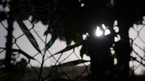 蜘蛛网在篱笆上随风飘动在阳光中闪烁特写镜头