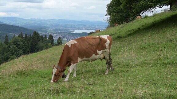在瑞士草地上吃草的牛