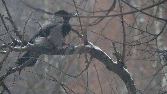 哥特黑乌鸦鸟光秃秃的树枝冬日黄昏树上的黑乌鸦