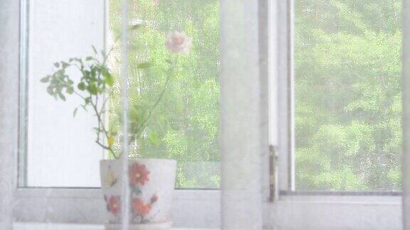  薄纱窗帘和窗台上的一朵花的陶瓷壶