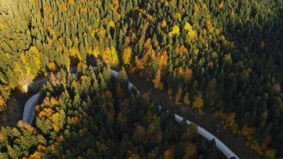 穿越森林的公路旅行