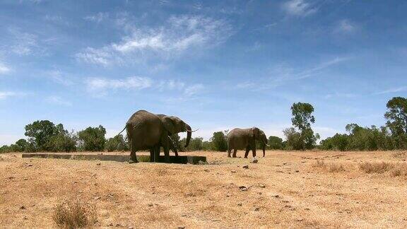 肯尼亚中部的野生大象