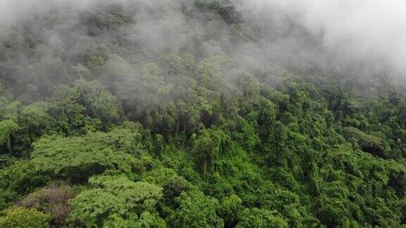 雨后的雨林丛林笼罩着薄雾鸟瞰图的热带森林在山一架无人机飞过热带雨林的树梢