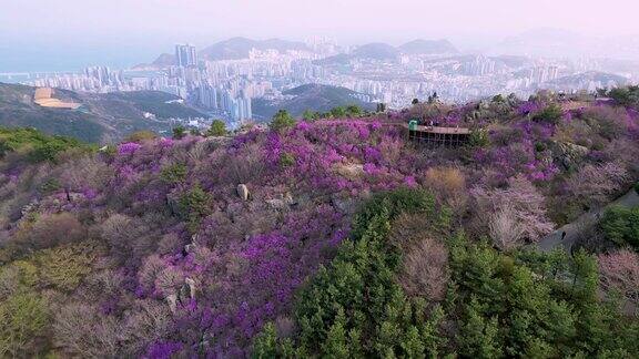 金达莱杜鹃花盛开在黄灵山釜山韩国亚洲