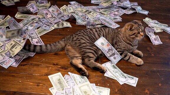 富人的猫