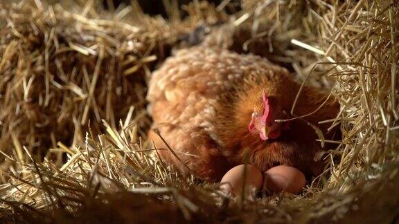 母鸡坐在干草中的鸡蛋上