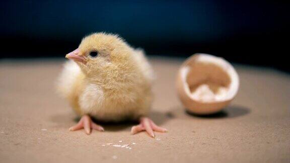 刚出生的鸡正坐在破蛋壳旁边
