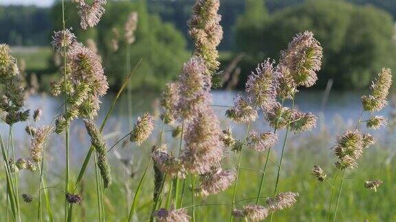 夏天的风景嫩芽是碧绿的小草在碧波荡漾一阵风把花粉吹飞了特写镜头