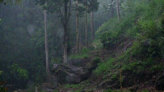 热带森林的雨