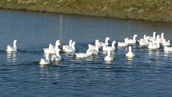 农场的湖里游着一大群白鹅