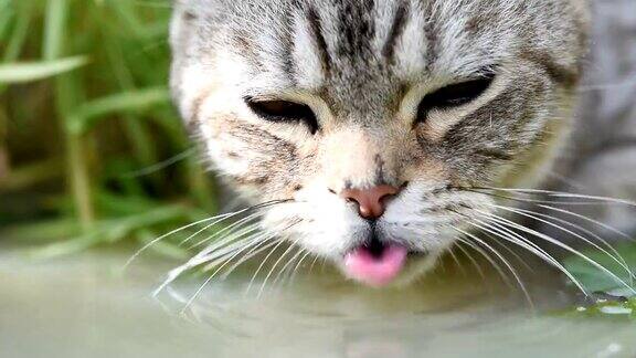 可爱的小猫有着美丽的黄眼睛在花园里的莲花陶土盆里喝水