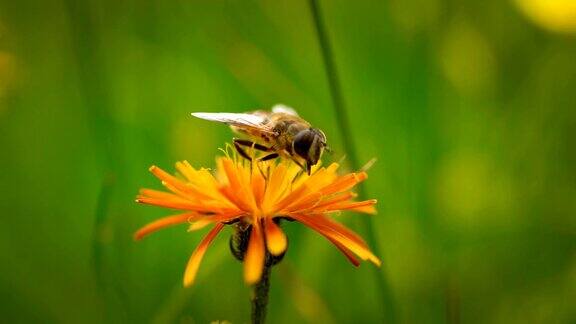 高山草甸黄蜂从高山绉花收集花蜜