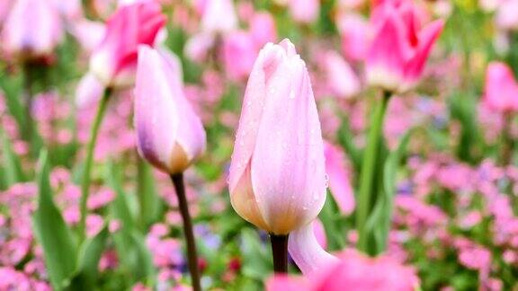 一个粉红色郁金香的特写在花模糊的背景上