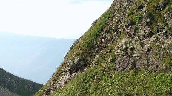 一群野山羊在山坡上吃草
