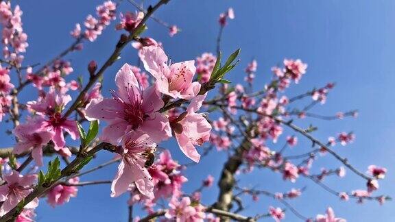 在蓝色的天空背景下在春天粉红色的花朵上授粉的蜜蜂慢镜头镜头