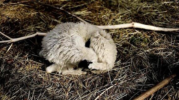 白羊躺在干草上舔着自己