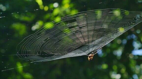 森林中弯曲的多刺蜘蛛(天麻蜘蛛)在其网中捕食猎物