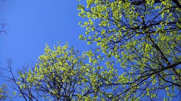 在蓝天的映衬下小橡树叶在树上摇摆