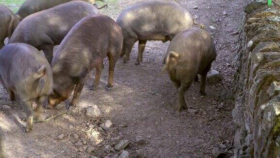 4K黑伊比利亚猪在埃斯特雷马杜拉田里吃橡子猪群放牧